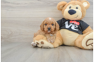 Best Cavapoo Baby