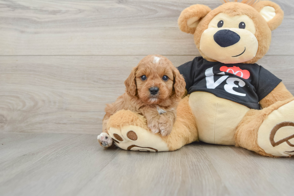 Best Cavapoo Baby