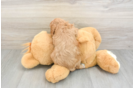 Cavapoo Puppy for Adoption