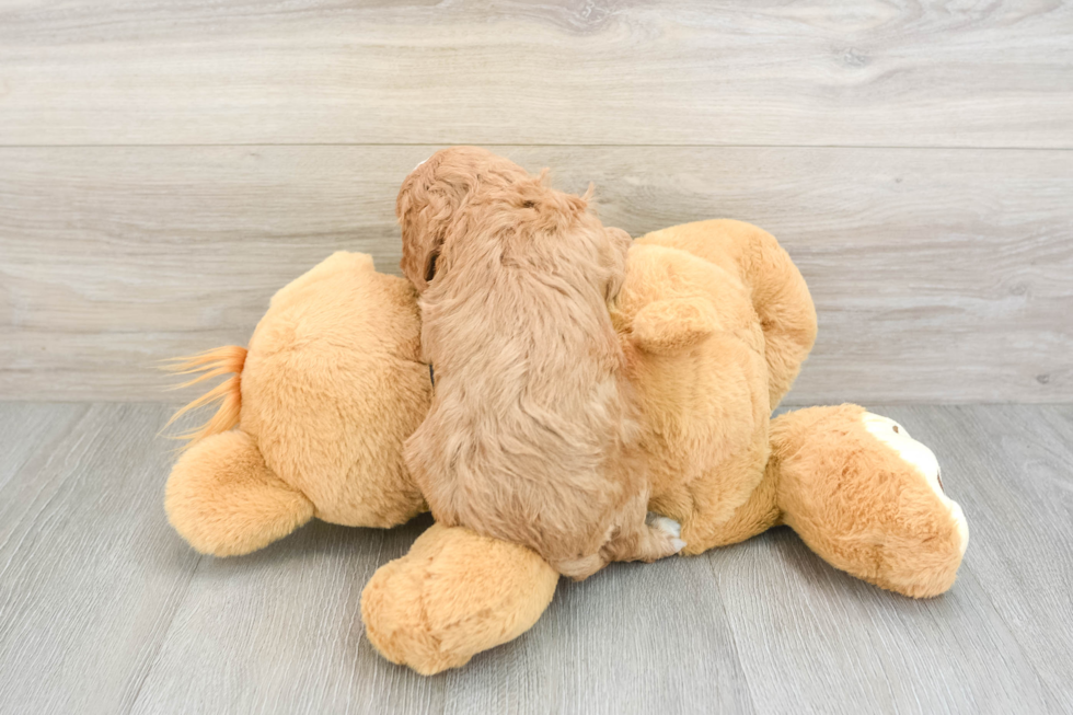 Cavapoo Puppy for Adoption