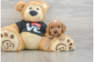 Cavapoo Pup Being Cute