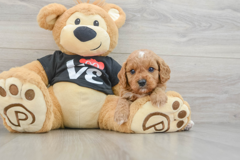 Cavapoo Pup Being Cute