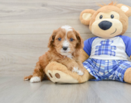 8 week old Cavapoo Puppy For Sale - Windy City Pups