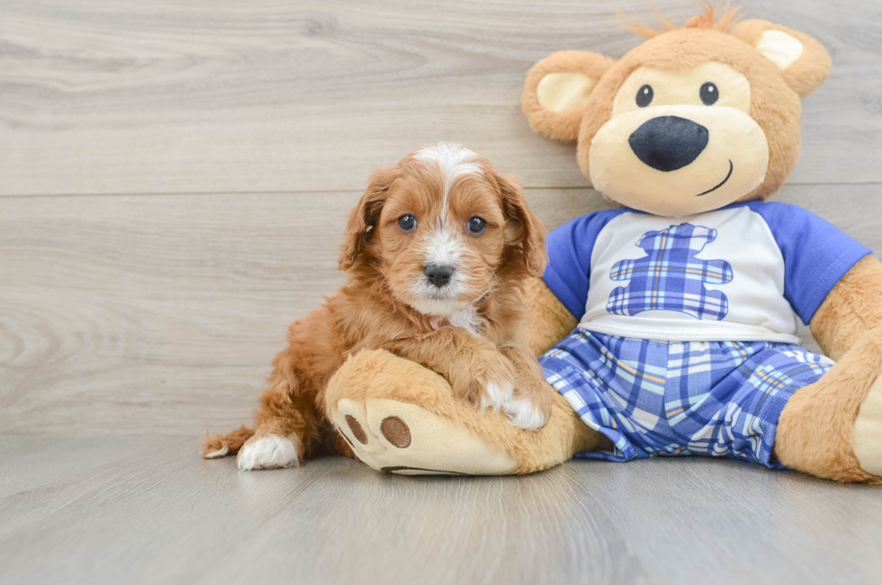 5 week old Cavapoo Puppy For Sale - Windy City Pups
