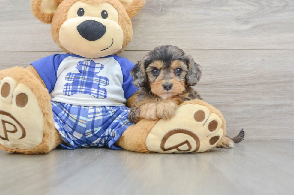 7 week old Cavapoo Puppy For Sale - Windy City Pups