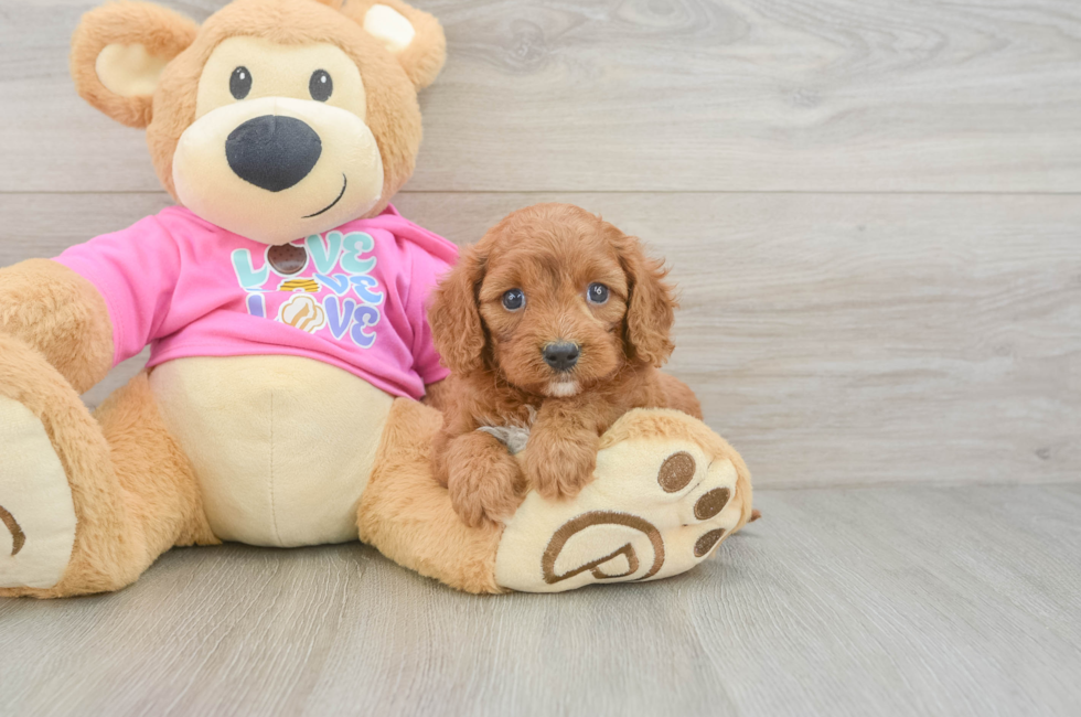 5 week old Cavapoo Puppy For Sale - Windy City Pups