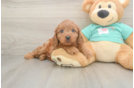 Cute Cavapoo Baby