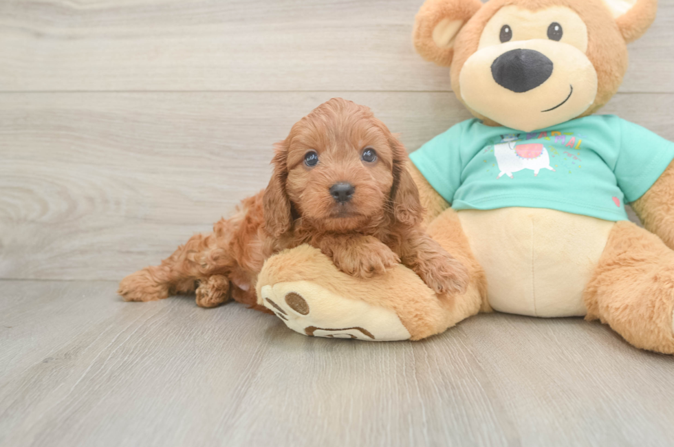 6 week old Cavapoo Puppy For Sale - Windy City Pups