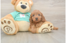 Cavapoo Pup Being Cute
