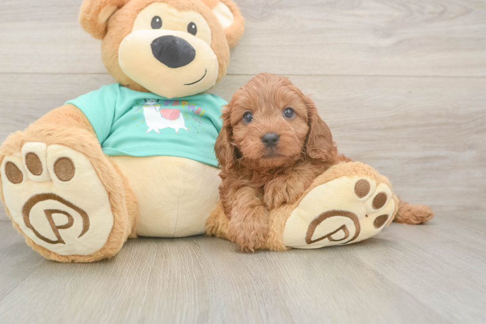 Cavapoo Pup Being Cute