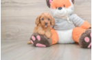 Cavapoo Pup Being Cute
