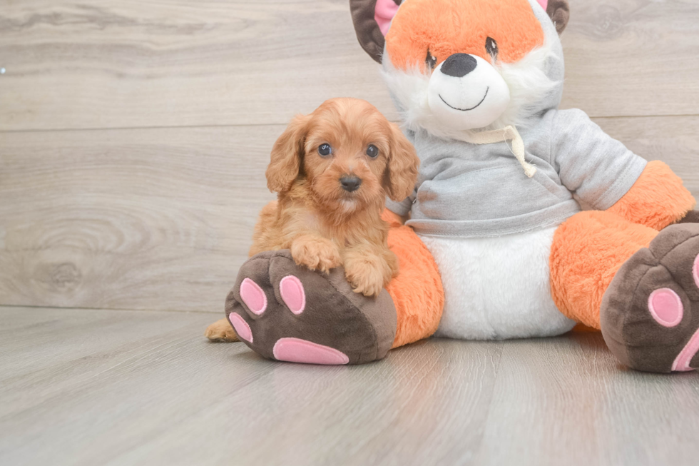 Cavapoo Pup Being Cute
