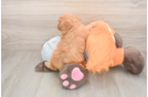 Cavapoo Puppy for Adoption
