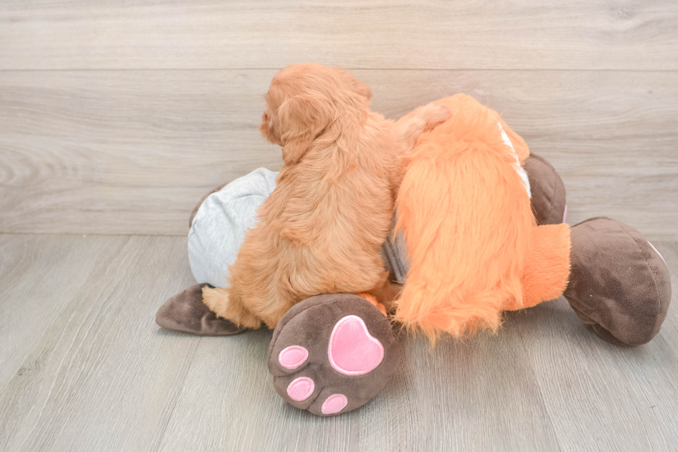Cavapoo Puppy for Adoption