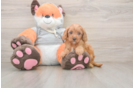Cavapoo Pup Being Cute