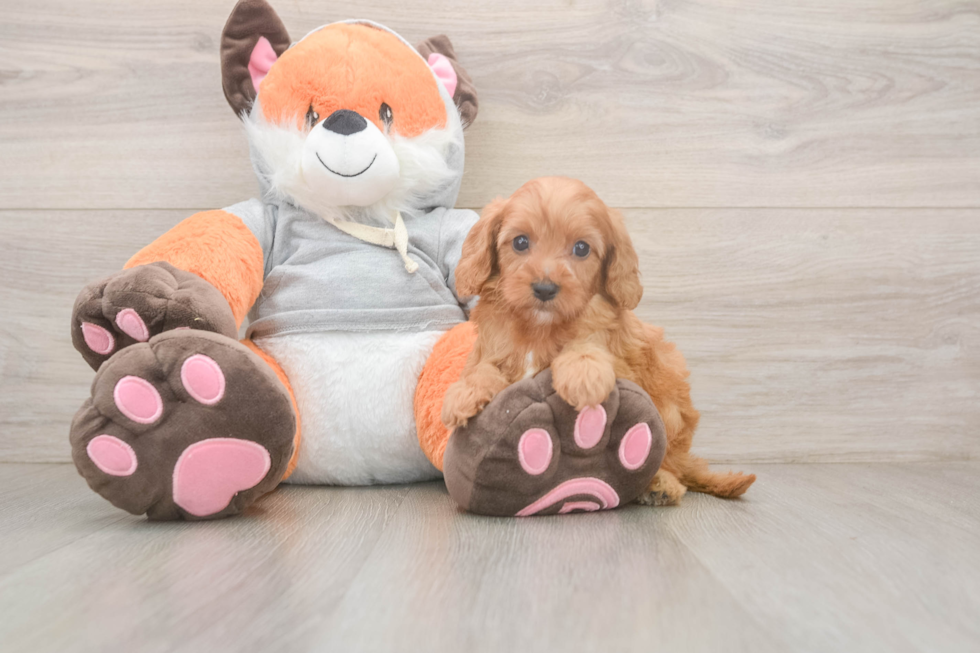 Cavapoo Pup Being Cute