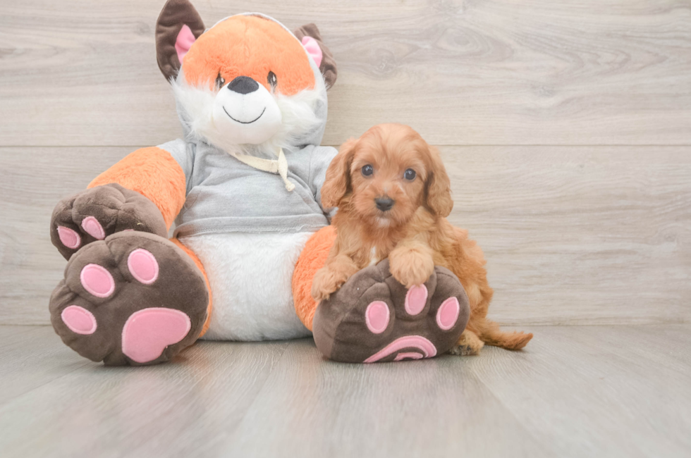 5 week old Cavapoo Puppy For Sale - Windy City Pups