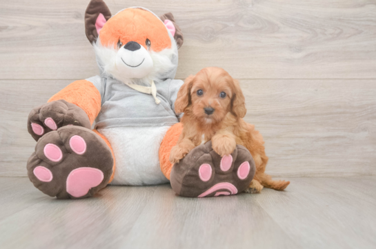 Cavapoo Pup Being Cute