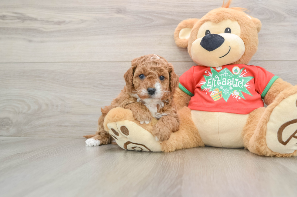 5 week old Cavapoo Puppy For Sale - Windy City Pups
