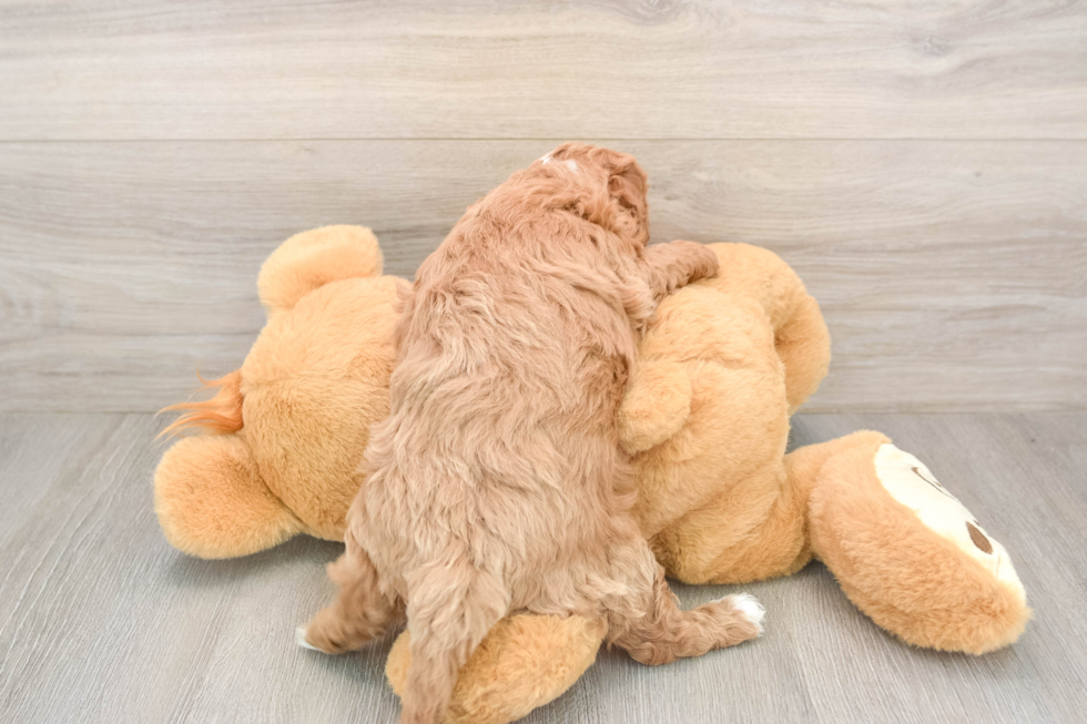 Cavapoo Pup Being Cute