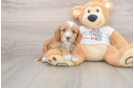 Cavapoo Puppy for Adoption