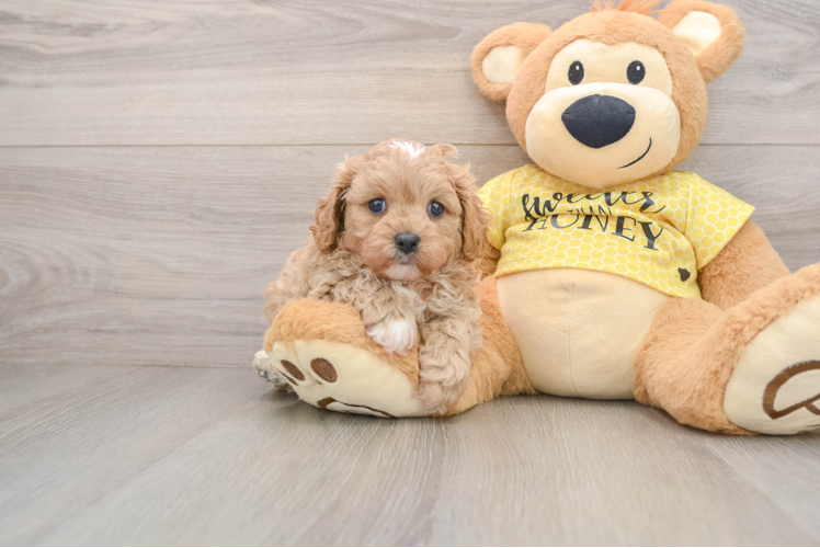 Cute Cavapoo Baby