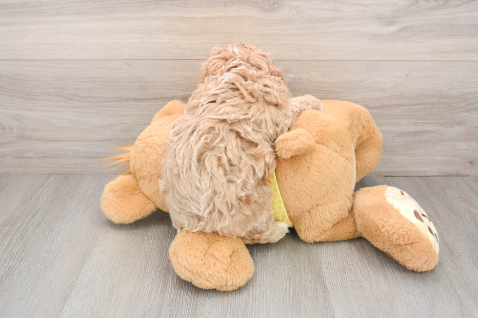 Cavapoo Pup Being Cute