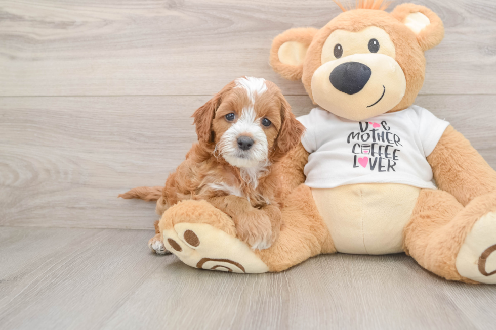 Playful Cavapoodle Poodle Mix Puppy