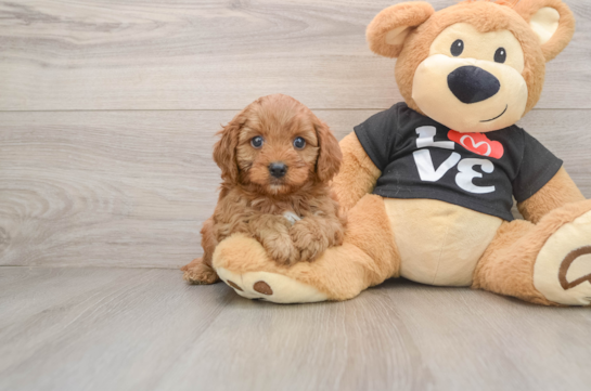 Best Cavapoo Baby