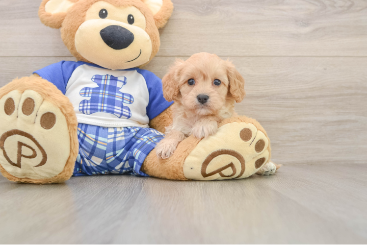 Small Cavapoo Baby