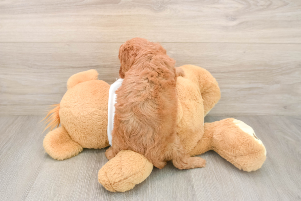 Energetic Cavoodle Poodle Mix Puppy