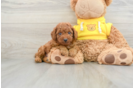 Adorable Cavalier King Charles Spaniel and Poodle Mix Poodle Mix Puppy