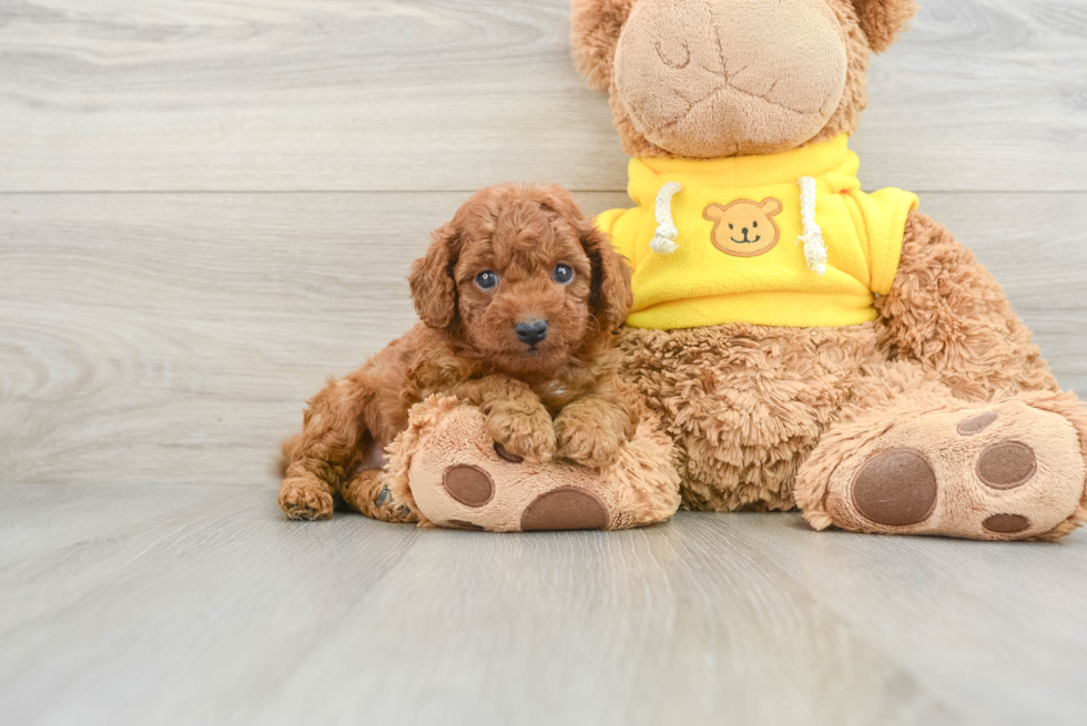 Adorable Cavalier King Charles Spaniel and Poodle Mix Poodle Mix Puppy