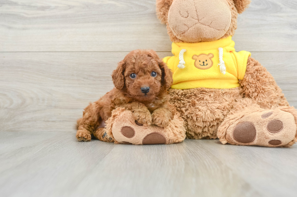 6 week old Cavapoo Puppy For Sale - Windy City Pups