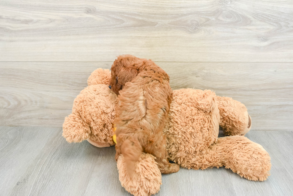 Cavapoo Pup Being Cute