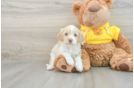 Cavapoo Puppy for Adoption