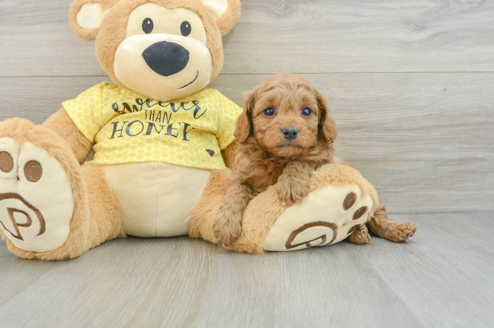 5 week old Cavapoo Puppy For Sale - Windy City Pups