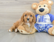 8 week old Cavapoo Puppy For Sale - Windy City Pups