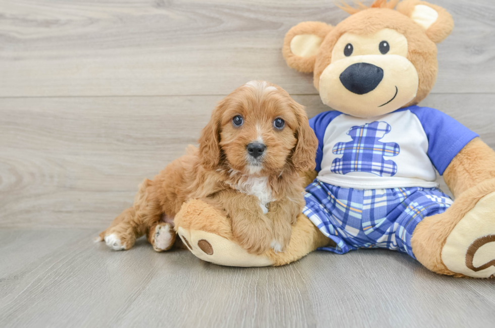 5 week old Cavapoo Puppy For Sale - Windy City Pups
