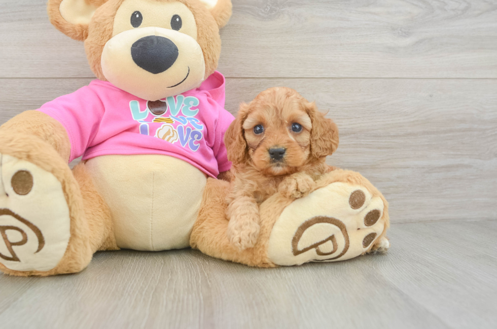 5 week old Cavapoo Puppy For Sale - Windy City Pups