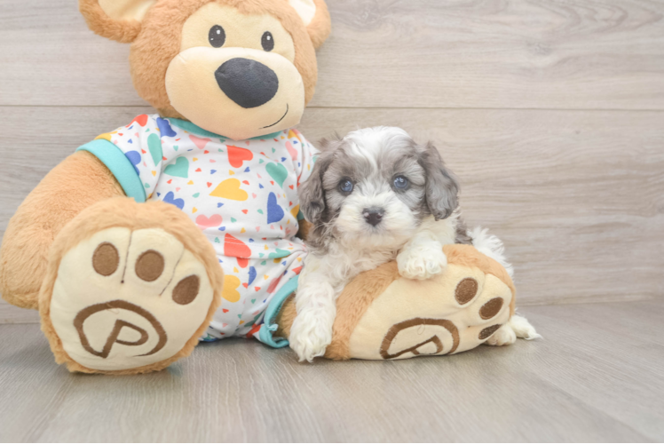 Cavapoo Puppy for Adoption
