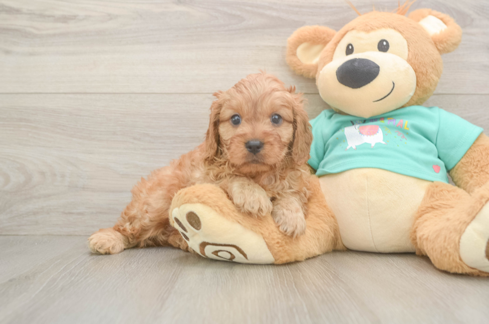 6 week old Cavapoo Puppy For Sale - Windy City Pups