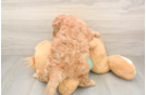 Popular Cavapoo Poodle Mix Pup