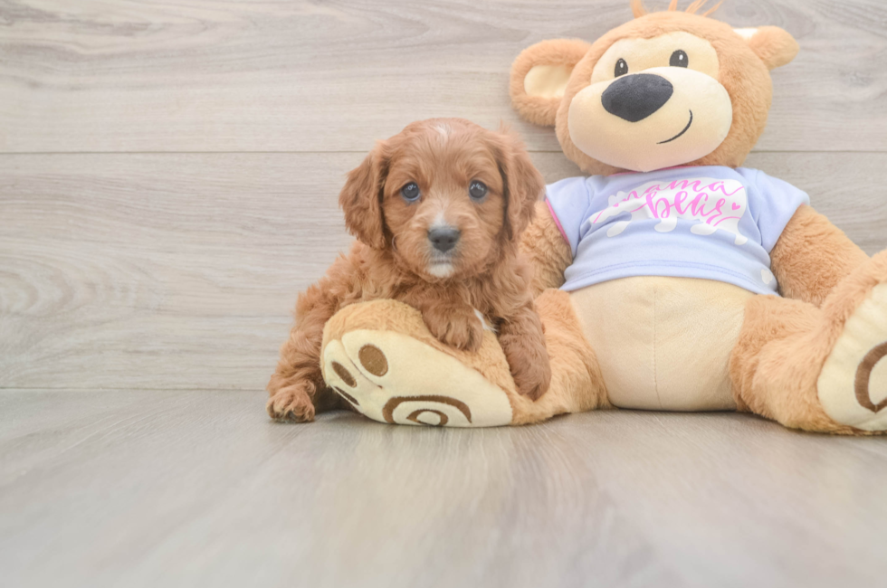 7 week old Cavapoo Puppy For Sale - Windy City Pups