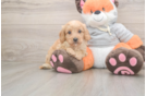 Sweet Cavapoo Baby