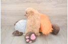 Best Cavapoo Baby