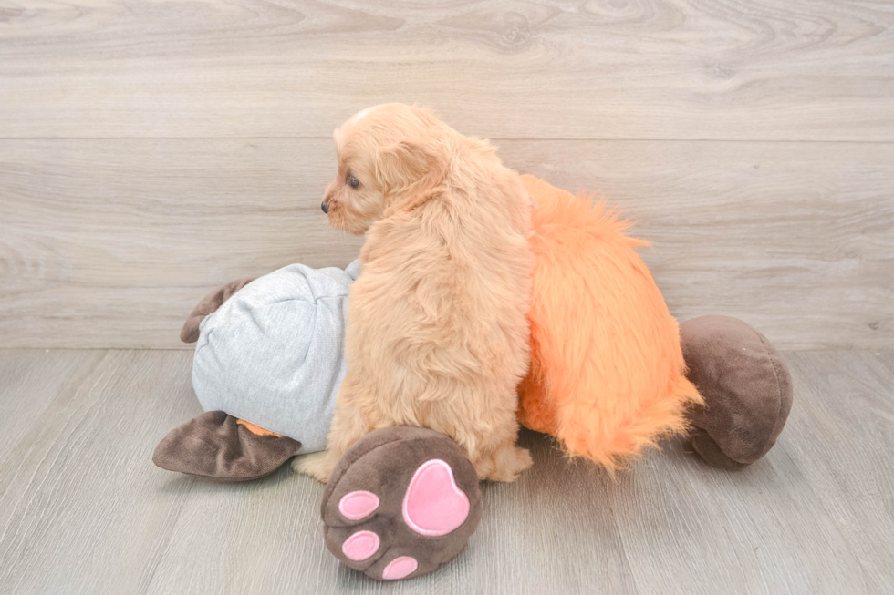 Best Cavapoo Baby