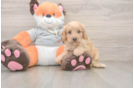 Best Cavapoo Baby