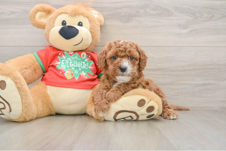 Best Cavapoo Baby