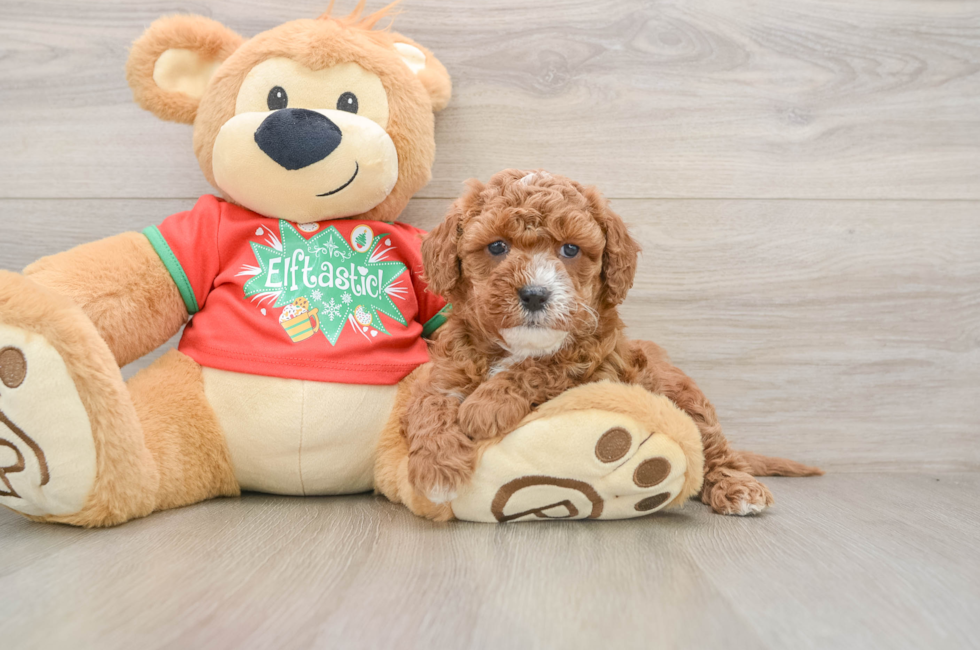 5 week old Cavapoo Puppy For Sale - Windy City Pups